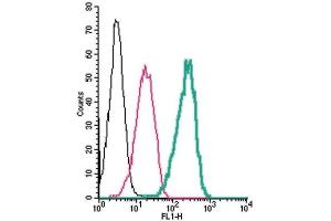Cell surface detection of GABA(A) δ Receptor by indirect flow cytometry in live intact human THP-1 monocytic leukemia cells: (black line) Cells. (GABRD 抗体  (Extracellular))