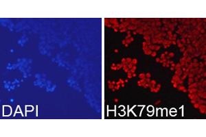 Immunofluorescence analysis of 293T cell using H3K79me1 antibody. (Histone 3 抗体  (H3K79me))