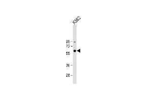 Anti-CCNB1 Antibody (C-term) at 1:1000 dilution + K562 whole cell lysate Lysates/proteins at 20 μg per lane. (Cyclin B1 抗体  (C-Term))