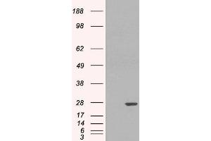 HEK293 overexpressing GSTP1 (ABIN5434700) and probed with ABIN185418 (mock transfection in first lane). (GSTP1 抗体  (Internal Region))