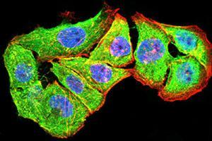 Immunofluorescence analysis of Hela cells using P2RY4 mouse mAb (green). (P2RY4 抗体)