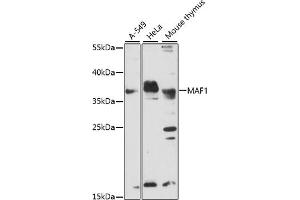 Western blot analysis of extracts of various cell lines, using MAF1 antibody. (MAF1 抗体)