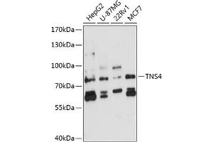 Western blot analysis of extracts of various cell lines, using TNS4 antibody (ABIN6129139, ABIN6149374, ABIN6149375 and ABIN6224770) at 1:3000 dilution. (Tensin 4 抗体  (AA 380-520))