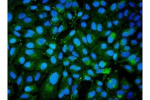 IF analysis of CD239/BCAM using anti-CD239/BCAM antibody (ABIN7602976).