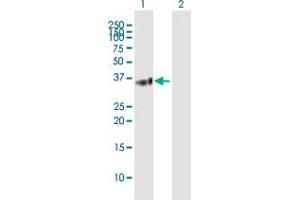 Western Blot analysis of BTN3A2 expression in transfected 293T cell line by BTN3A2 MaxPab polyclonal antibody. (BTN3A2 抗体  (AA 1-334))