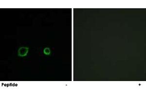 Immunofluorescence analysis of A-549 cells, using CNTN4 polyclonal antibody . (Contactin 4 抗体)