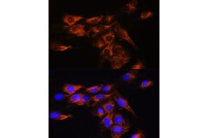 Immunofluorescence analysis of C6 cells using B Rabbit pAb (ABIN7265455) at dilution of 1:100.