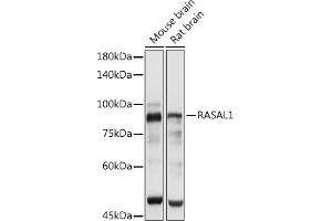 Western blot analysis of extracts of various cell lines, using R antibody (ABIN7269873) at 1:3000 dilution. (RASAL1 抗体  (AA 120-340))