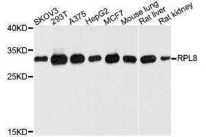 Western blot analysis of extracts of various cell lines, using RPL8 antibody. (RPL8 抗体  (AA 1-257))