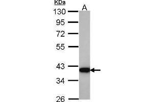 WB Image Sample (30 ug of whole cell lysate) A: Hela 10% SDS PAGE HSD3a antibody antibody diluted at 1:1000 (AKR1C4 抗体)