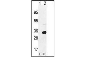 Western blot analysis of RPS6 (arrow) using RPS6 Antibody(Ser240/244) Cat. (RPS6 抗体  (AA 227-257))