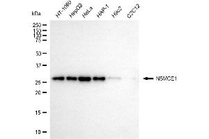 Western blotting analysis using NSMCE1 antibody (ABIN7799620).
