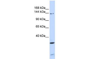 WB Suggested Anti-PIK3R4 Antibody Titration: 0. (PIK3R4 抗体  (N-Term))