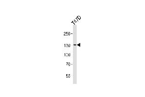 Western blot analysis of lysate from T47D cell line, using ATAD2 Antibody at 1:1000 at each lane.