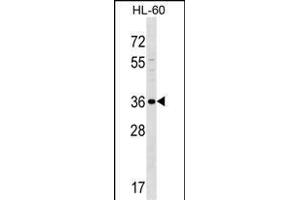 SPOCK3 Antibody (N-term) (ABIN1539316 and ABIN2849364) western blot analysis in HL-60 cell line lysates (35 μg/lane). (SPOCK3 抗体  (N-Term))
