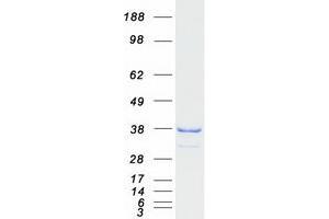 Validation with Western Blot (TACO1 Protein (Myc-DYKDDDDK Tag))