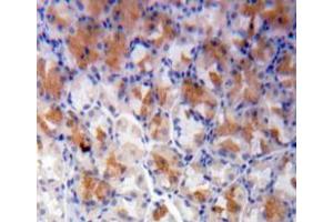 IHC-P analysis of stomach tissue, with DAB staining. (NT5C3 抗体  (AA 1-297))