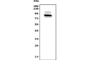 Western blot analysis of Adam28 using anti-Adam28 antibody (ABIN7600945).
