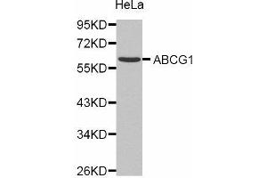 ABCG1 抗体  (AA 1-220)