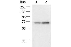Western blot analysis of 293T and HepG2 cell lysates using PAIP1 Polyclonal Antibody at dilution of 1:1150 (PAIP1 抗体)