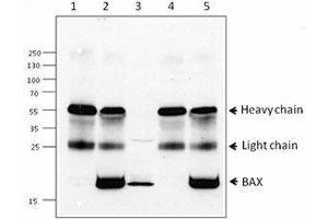 Western Blotting (WB) image for anti-BCL2-Associated X Protein (BAX) antibody (ABIN2666261) (BAX 抗体)