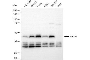 Western blotting analysis using NR2F1 antibody (ABIN7799655).