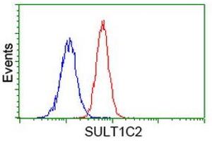 Image no. 3 for anti-Sulfotransferase Family, Cytosolic, 1C, Member 2 (SULT1C2) antibody (ABIN1501231) (SULT1C2 抗体)