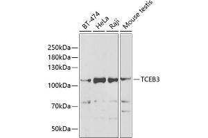 Western blot analysis of extracts of various cell lines, using TCEB3 antibody (ABIN6131620, ABIN6148938, ABIN6148939 and ABIN6222760) at 1:1000 dilution.