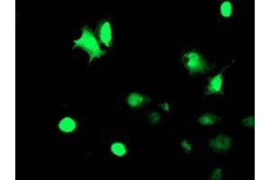 Anti-TAL1 mouse monoclonal antibody (ABIN2455270) immunofluorescent staining of COS7 cells transiently transfected by pCMV6-ENTRY TAL1 (RC222628). (TAL1 抗体)