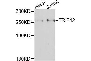 Western blot analysis of extracts of various cells, using TRIP12 antibody. (TRIP12 抗体)