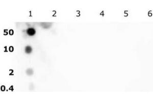 Dot Blot (DB) image for anti-Histone H2B (acLys5) antibody (ABIN2668338) (Histone H2B 抗体  (acLys5))
