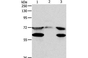 Western Blot analysis of Hela cell, Mouse testis tissue and Jurkat cell using CCDC99 Polyclonal Antibody at dilution of 1:400
