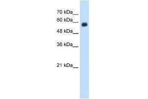 CLEC4M antibody used at 1. (C-Type Lectin Domain Family 4, Member M (CLEC4M) (N-Term) 抗体)