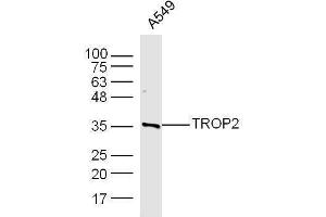A549 cell lysates probed with Rabbit Anti-TROP2 Polyclonal Antibody, Unconjugated  at 1:500 for 90 min at 37˚C. (TACSTD2 抗体  (AA 221-322))