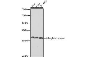 Western blot analysis of extracts of various cell lines, using Adenylate kinase 4 antibody (ABIN7265467) at 1:1000 dilution. (AK4 抗体)
