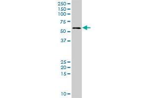 DEPDC7 MaxPab polyclonal antibody. (DEPDC7 抗体  (AA 1-511))