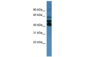WB Suggested Anti-SEPT1 Antibody Titration: 0.
