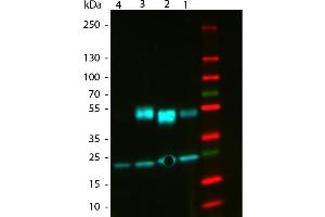 Western Blot of ATTO 488 Rabbit Anti-Mouse IgG (gamma 1, 2a, 2b, 3) secondary antibody. (兔 anti-小鼠 IgG Antibody (Atto 488) - Preadsorbed)
