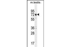 ANKRD5 Antibody (C-term) (ABIN655210 and ABIN2844824) western blot analysis in mouse testis tissue lysates (35 μg/lane). (ANKRD5 抗体  (C-Term))