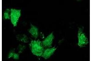 Anti-ARFGAP1 mouse monoclonal antibody (ABIN2454351) immunofluorescent staining of COS7 cells transiently transfected by pCMV6-ENTRY ARFGAP1 (RC206987). (ARFGAP1 抗体)