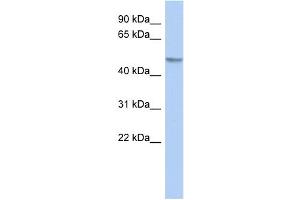 WB Suggested Anti-Gcom1 Antibody Titration: 0. (GCOM1 抗体  (Middle Region))