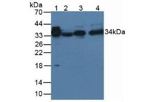 Western blot analysis of (1) Rat Serum Tissue, and (2) Rat Spleen Tissue, using Rabbit Anti-Rat aZGP1 Antibody (3 µg/ml) and HRP-conjugated Rabbit Anti-Mouse antibody ( (AZGP1 抗体  (AA 18-296))