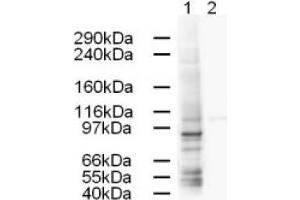Image no. 1 for anti-Adaptor-Related Protein Complex 1, gamma 1 Subunit (AP1G1) (AA 646-659) antibody (ABIN401169) (gamma 1 Adaptin 抗体  (AA 646-659))