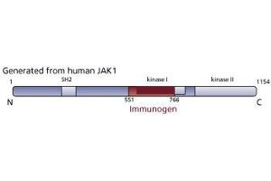 Image no. 1 for anti-Janus Kinase 1 (JAK1) (AA 551-766) antibody (ABIN967842) (JAK1 抗体  (AA 551-766))