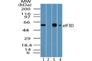 Image no. 1 for anti-Eukaryotic Translation Initiation Factor 3, Subunit D (EIF3D) (AA 500-550) antibody (ABIN960152) (EIF3D 抗体  (AA 500-550))
