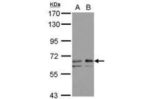 Image no. 2 for anti-UDP-N-Acetyl-alpha-D-Galactosamine:polypeptide N-Acetylgalactosaminyltransferase 2 (GalNAc-T2) (GALNT2) (AA 272-523) antibody (ABIN1498370) (GALNT2 抗体  (AA 272-523))