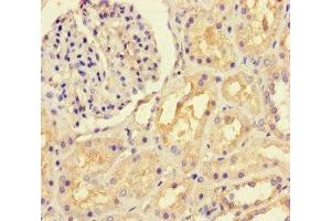 Immunohistochemistry of paraffin-embedded human kidney tissue using ABIN7157938 at dilution of 1:100 (LTBP4 抗体  (AA 977-1180))