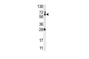Western blot analysis of anti-NFE2L2 Antibody (N-term) (ABIN391424 and ABIN2841417) in Ramos cell line lysates (35 μg/lane). (NRF2 抗体  (N-Term))