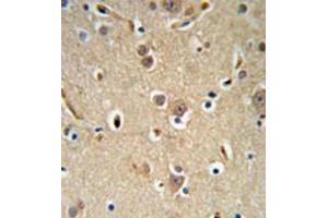 Immunohistochemistry analysis in formalin fixed and paraffin embedded brain tissue reacted with NEDD4 Antibody (C-term) followed which was peroxidase conjugated to the secondary antibody and followed by  DAB staining. (NEDD4 抗体  (C-Term))