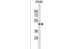 PGLYRP4 Antibody (Center) (ABIN1538167 and ABIN2849982) western blot analysis in A549 cell line lysates (35 μg/lane). (PGLYRP4 抗体  (AA 242-268))